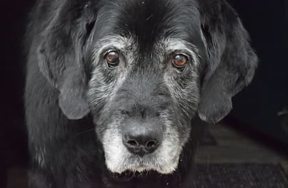 Conocé siete señales de que tu perro está entrando en la vejez