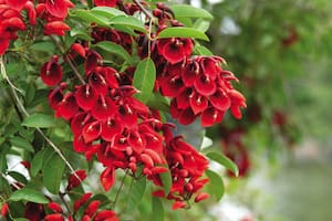 Conocida como ceibo o seibo, Erythrina crista-galli es un árbol nativo que vive espontáneamente en bosques, pajonales y selvas del centro y norte del país, hasta Buenos Aires.