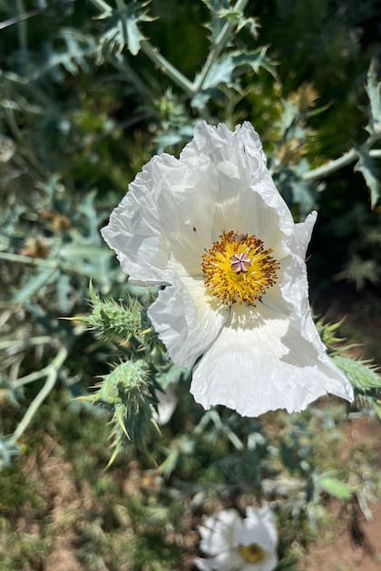 Conocida como flor del Cardo blanco (Argemone hunnemannii), sorprende por su color y belleza. Es una especie emparentada con las amapolas, no con los verdaderos cardos.