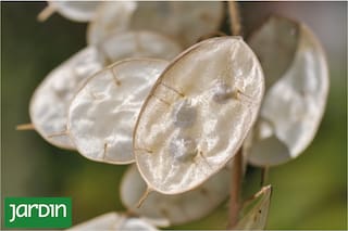 Flores que perfuman, plantas que alimentan y una misma raíz botánica