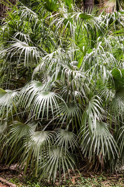 Conocida como palmito o palmera enenan, la Chamaerops humilis alcanza los 4 metros de altura como máximo.