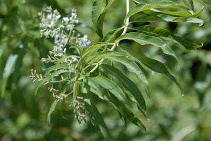 Conocida popularmente como cedrón, la Aloysia citriodora es un arbusto que alcanza los tres metros de altura. 