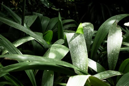 Conocida por su extraordinaria resistencia y bajo mantenimiento, la aspidistra es ideal para quienes buscan una planta que soporte el vapor (Foto de carácter ilustrativo: Freepik)