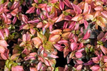 Conocida vulgarmente como coqueta, la Alternanthera ficoidea es originaria de América y requiere de sombra, aunque puede resistir unas horas de sol de mañana. En climas templados se mantiene perenne todo el año, en climas más fríos puede actuar como anual y perder la hoja en invierno. Es fácil de cultivar.