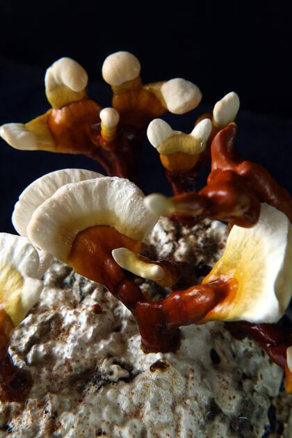 Conocido como "hongo divino" u "hongo de la inmortalidad". No es comestible debido a su sabor amargo. Puede prepararse una tintura orgánica a partir del cuerpo desecado.