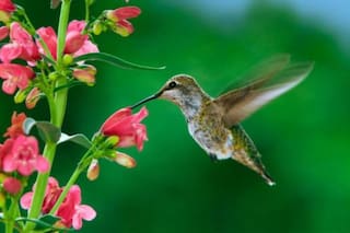 Qué significa que un colibrí visite tu jardín