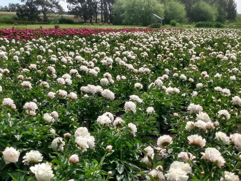 Flores de esperanza: la historia de un cambio de vida en la floricultura