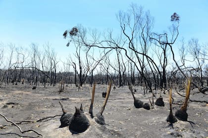 Consecuencias de un incendio forestal en Adelaida, Australia