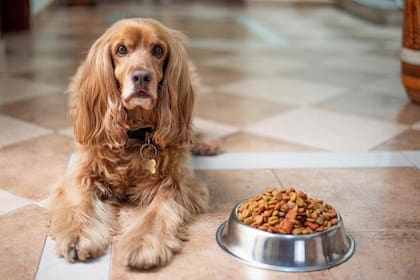 Consejos para cuidar a los perros de su salud