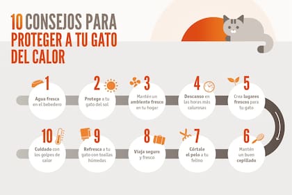 Consejos para evitar un golpe de calor en gatos. Web / Affinity Fundación