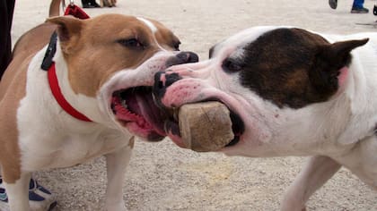 Consejos para perros potencialmente peligrosos