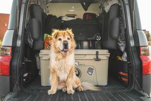 Cómo viajar con tu perro: consejos para llevarlo en auto o en avión