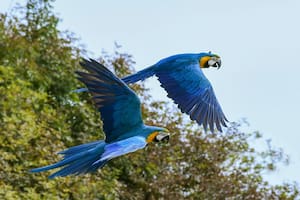 Las guacamayas azules que fueron salvadas de la extinción luego de Río
