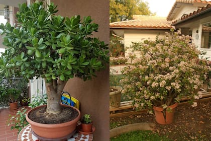 Considerada un amuleto de buena suerte, suele heredarse entre generaciones