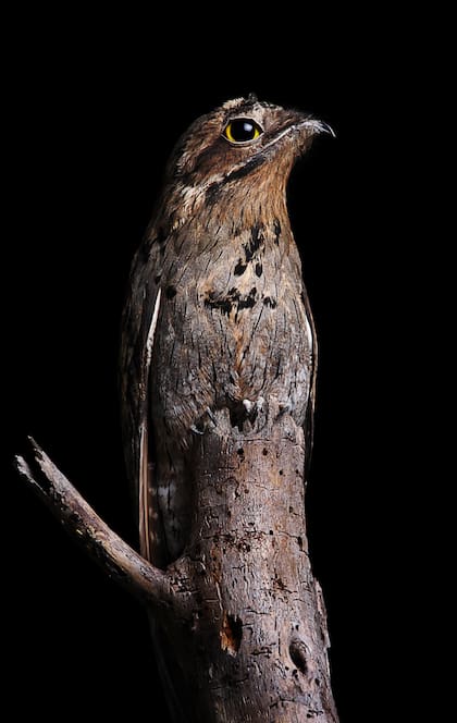 Consiguió la foto del Kakuy, un pájaro muy difícil de ver