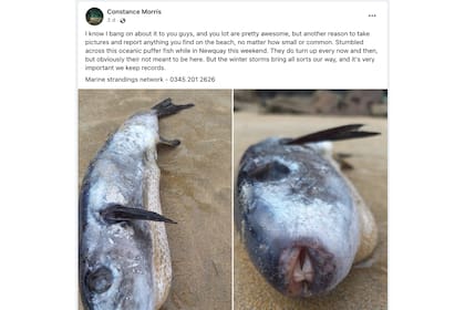 Constance Morris encontró un raro pez en una playa de Reino Unido
