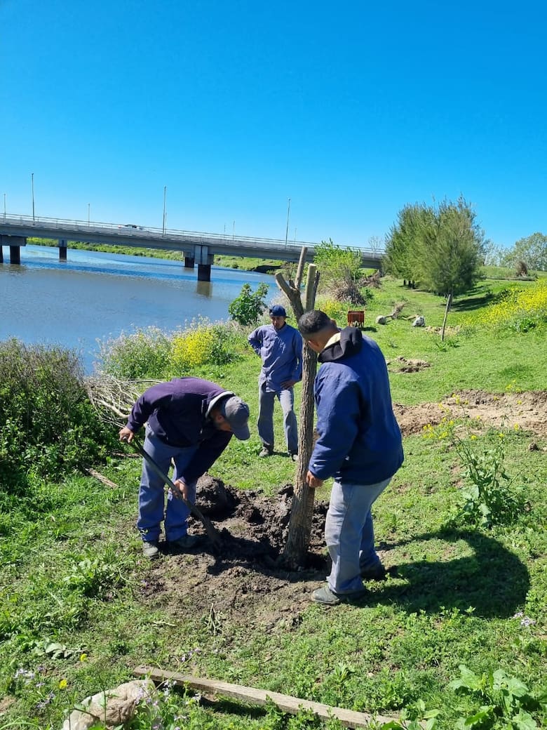 “Carpinchos en Nordelta: crean un corredor biológico y aplican control poblacional para su conservación”
