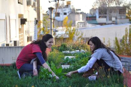 Construí tu techo verde y aprendé todos sus beneficios