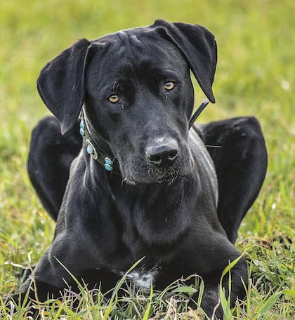 Consultar siempre con un veterinario antes de medicar a una mascota (Foto ilustrativa: Pixabay)