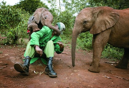 Contacto y diversión.En el Parque Nacional de Nairobi, Kenya, un keeper juega con criaturas del orfanato de la David Sheldrick Wildlife Trust