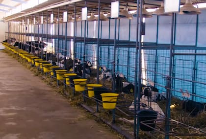 "Contamos con ordeñe robotizado, arrime de alimento automático, alimentadores inteligentes para terneros, paneles solares que abastecen el 90% del consumo energético y sistemas de recolección de agua de lluvia para lavar maquinarias”, describe Giraudo