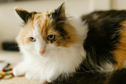 Contar con un seguro médico sería conveniente si una visita de emergencia al veterinario puede ser difícil de afrontar económicamente (Archivo)