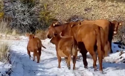 Contaron que en términos reales pasaron de ser no más de 15 cabañas a la situación actual donde cuentan con más de 70 cabañas, “trabajando por el desarrollo genético de la Patagonia”