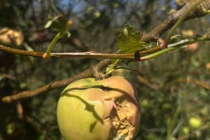Una inusual tormenta de granizo barrió una región productiva