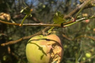 Una tormenta extrema con granizo arrasó en una de las zonas más productivas del país