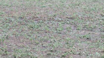 Contó que la granizada barrió por completo las 60 hectáreas de soja de primera que recién habían emergido