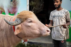 Decidieron no sacrificar al búfalo que se parece a Donald Trump y que se volvió viral en todo el mundo