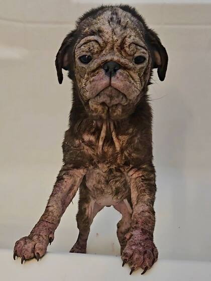 Contra todos los pronósticos, el progreso de Talulah fue asombroso.