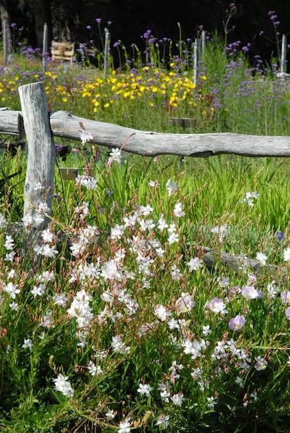 Contra una cerca, en un jardín de estética silvestre.