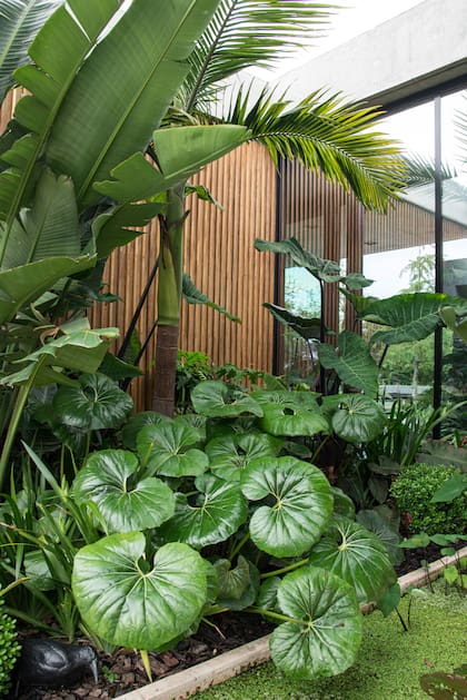 Contrastar hojas finas con follajes amplios genera profundidad en el cantero