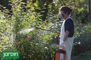 Control otoñal de la mancha negra del rosal