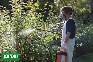 Esta es la enfermedad mortal que ataca a los rosales en otoño y se puede prevenir