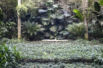 Convertir dos patios oscuros en un jardín tropical atractivo requirió incoporar especies que se adaptaran a las condiciones de sombra y humedad.