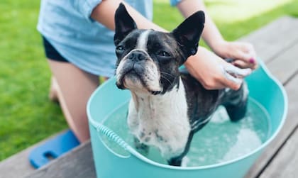 Conviene cepillar a los perros todas las semanas para también hacer una revisación de posibles pulgas