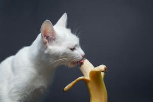 Cuáles son las seis frutas más aconsejables para que coman los gatos