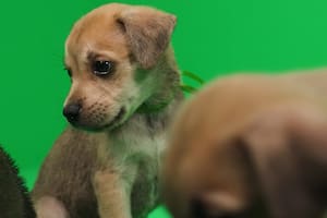 Cómo construir un buen vínculo entre perros y niños