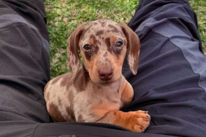 Cookie, el nuevo perro de Mauro Icardi y Wanda Nara