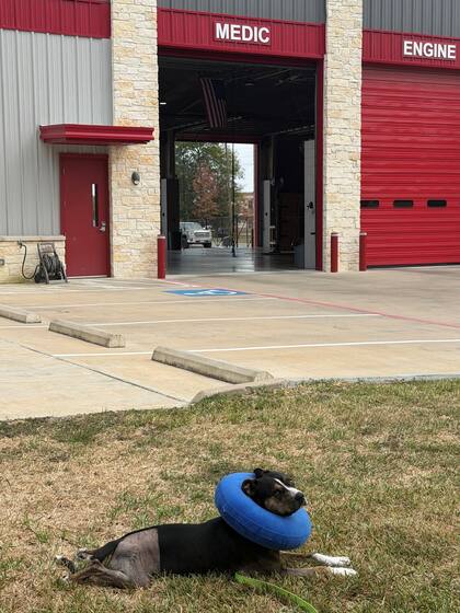 Cookie Marie tenía familia y vivía a solo diez kilómetros de distancia. Llevaba varios meses desaparecida.