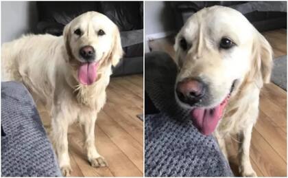 Cooper, el perro protagonista de esta historia