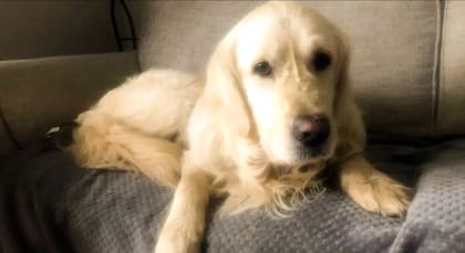 Cooper, el perro que caminó 27 días para volver a la familia que lo abandonó