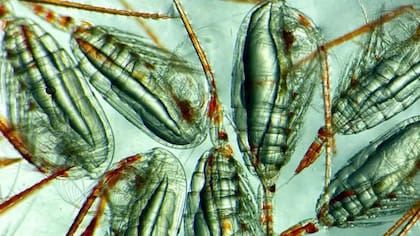 Copépodos hembra (4 mm) con depósitos de grasa en el cuerpo