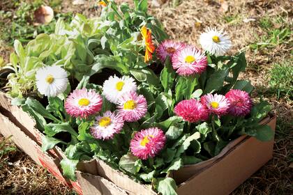 Flores comestibles: del jardín al plato - Centro de Jardinería