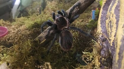 Coral, una Brachypelma Vagans, de México, es hembra y tiene un año y medio. Se distingue por ser activa y laboriosa