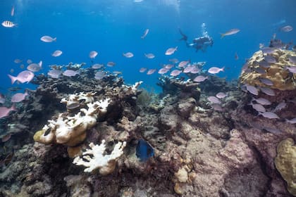 Corales blanqueados por la ola de calor marina en el cayo Looe