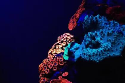 Corales en el mar Rojo