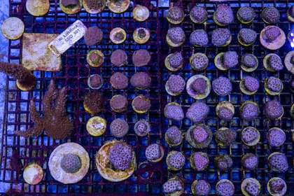 Corales organizados en tanques de agua salada en el Reef Institute, en West Palm Beach